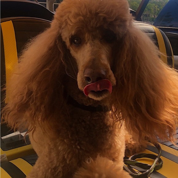 Meet your Posher, Catherine - Picture 1 of 1